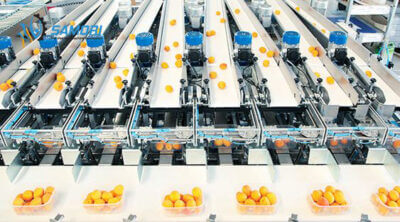 Các loại băng tải đang vận chuyển Cam để đóng gói